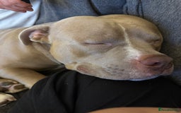 American Bully dogs for sale: Pocket bully 2 years old  - Image 3