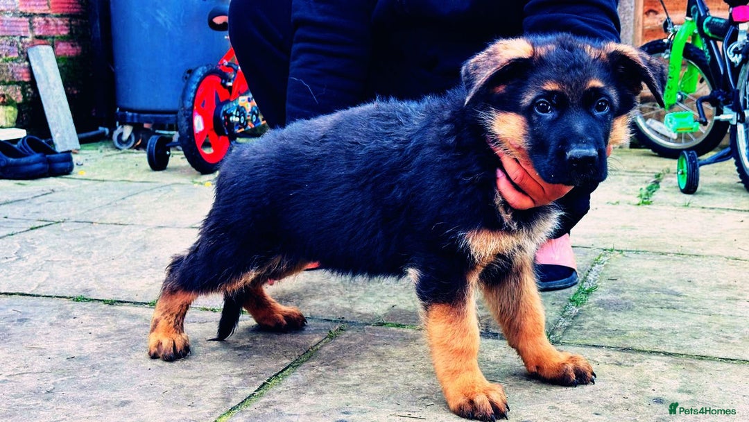 German Shepherd dogs for sale: German Shepherd Puppies for Sale — Only 4 Left! - Advert 10
