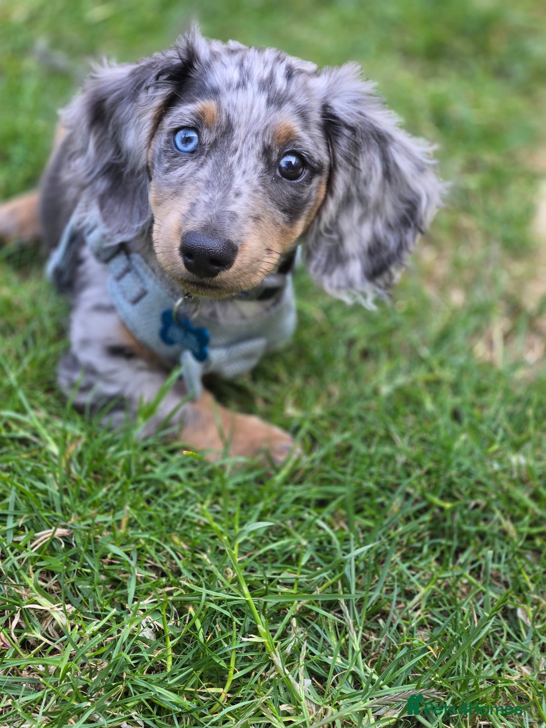 Miniature Dachshund dogs for sale: 9 Month Old Silver Dapple Long Haired Dachshund  - Advert 11