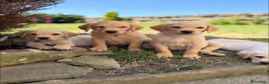 Labrador Retriever 3