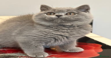 British Shorthair cats - Advert 3