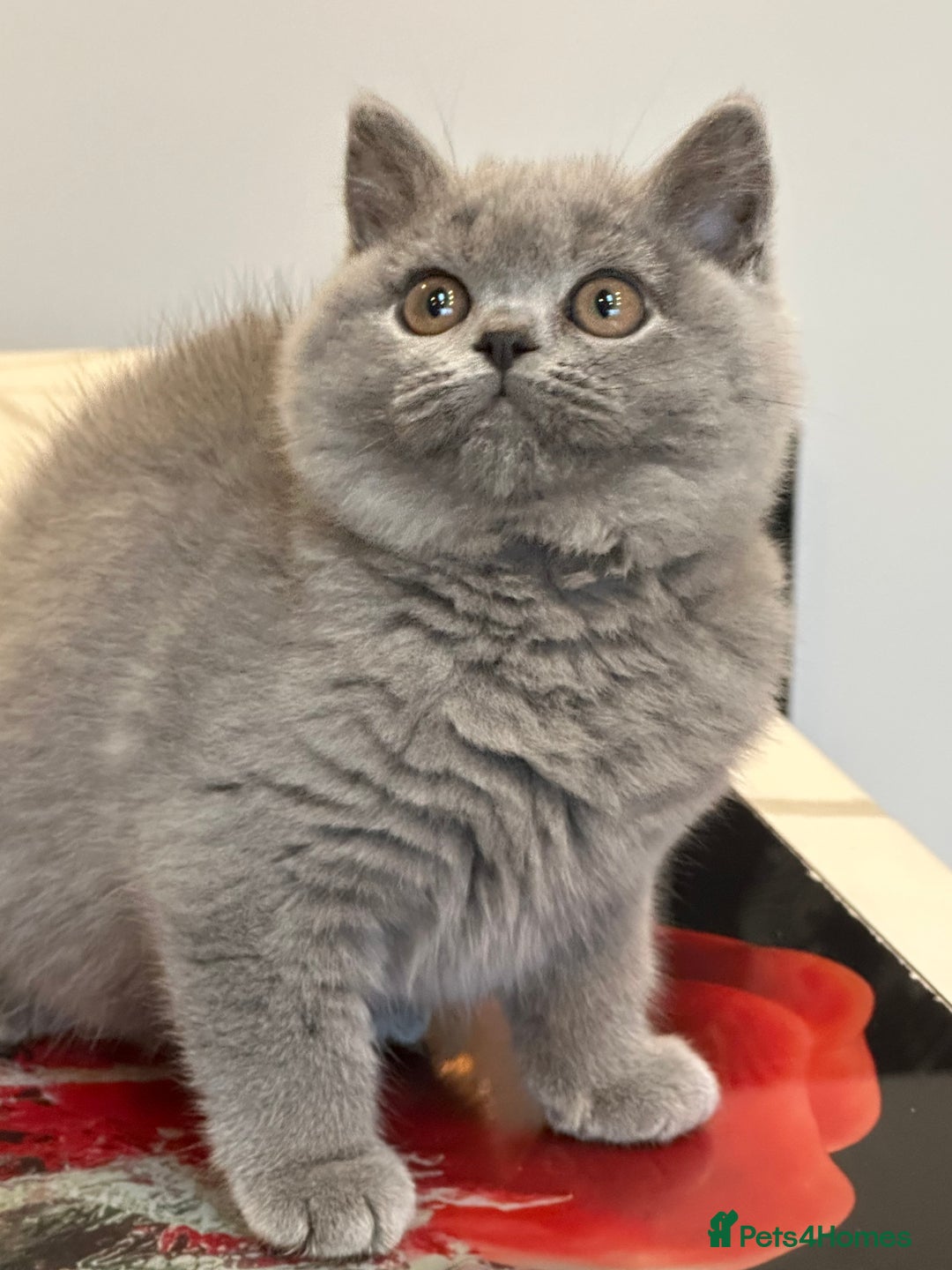 British Shorthair cats for sale: Blue female kitten  - Image 2