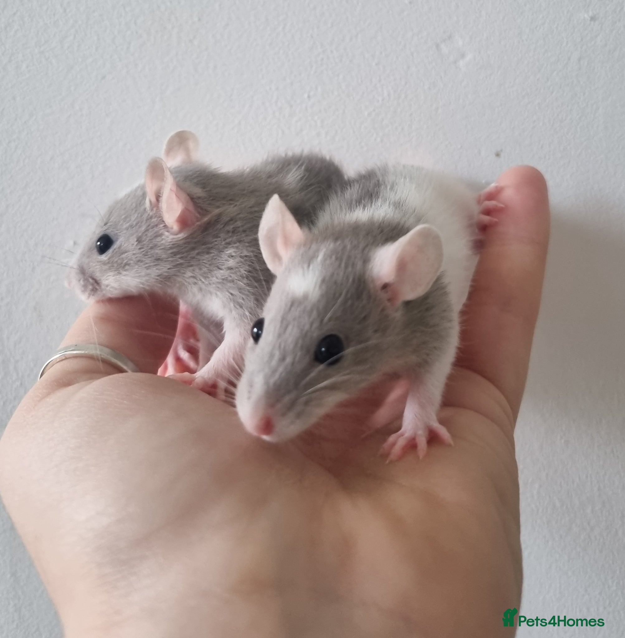 Rat rodents Dwarf Rats - Advert 2