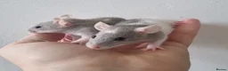 Rat rodents for sale: Dwarf Rats - Advert 2