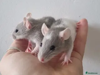 Rat rodents Dwarf Rats - Advert 2