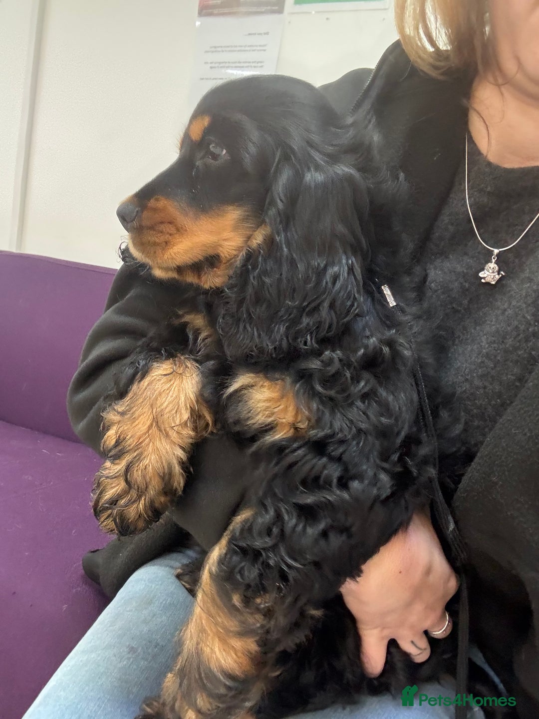 Cocker Spaniel dogs for sale: Sadly back available stunning show boy - Image 10