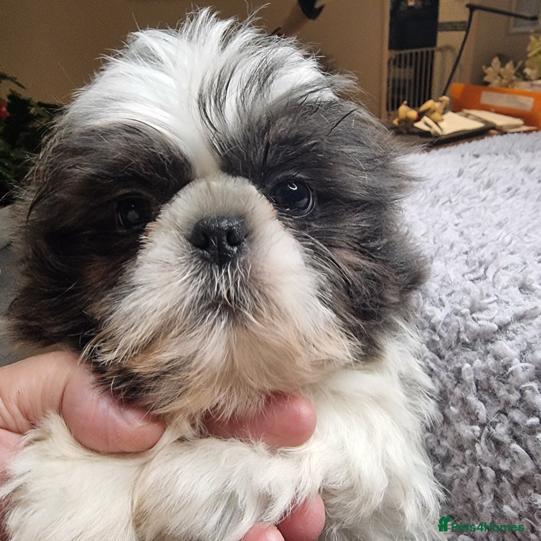 Shih Tzu dogs for sale: Dob 3/09/25 Kc 11 weeks old very tiny babies boys - Advert 3