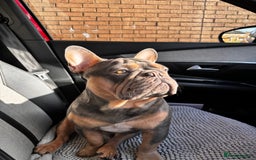 French Bulldog dogs for stud: French bulldog male for stud - Image 8