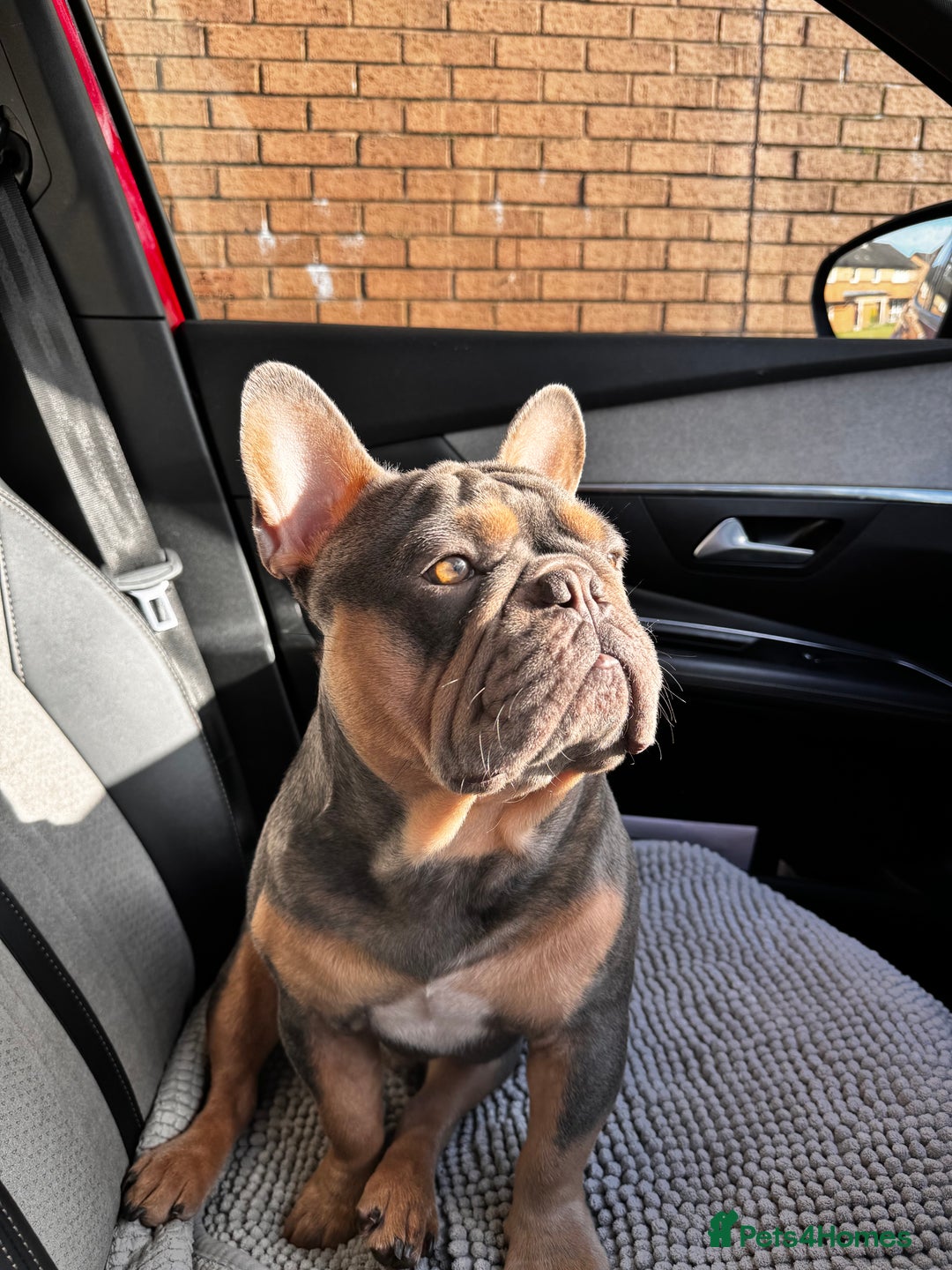 French Bulldog dogs for stud: French bulldog male for stud - Image 8