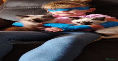 Ragdoll cats - Advert 5