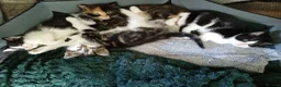 Domestic Shorthair cats for sale: Stunning litter of 4 - Advert 7