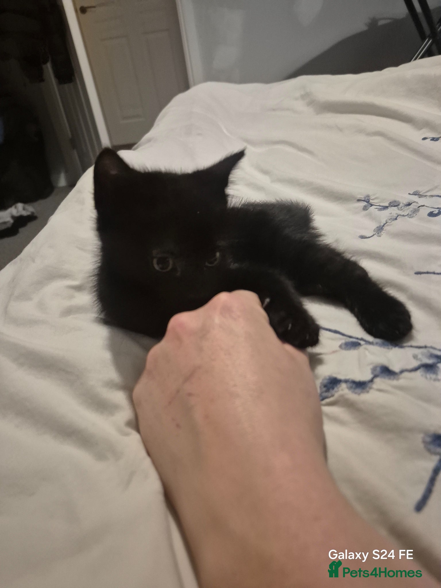 Mixed Breed cats 1 little guy left - Advert 2