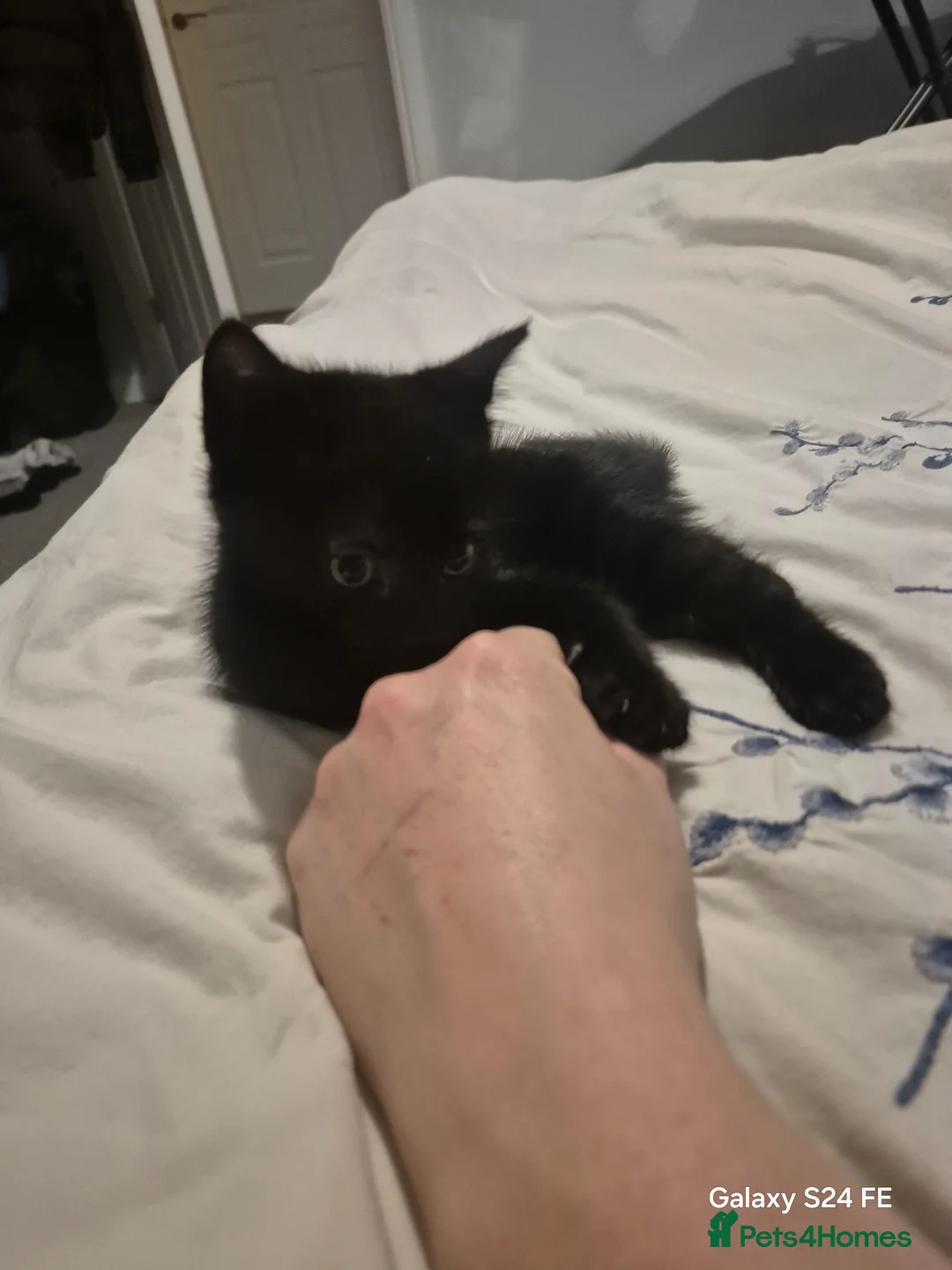 Mixed Breed cats for sale: 1 little guy left - Advert 1