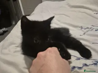 Mixed Breed cats 1 little guy left - Advert 2