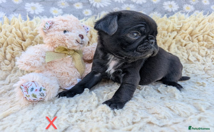 Pug dogs - Advert 6