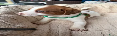 Jack Russell 2