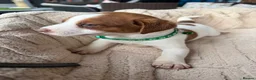 Jack Russell dogs for sale: stunning Jackrussel puppies - Advert 32