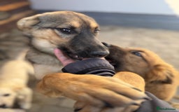 Mixed Breed dogs for adoption: BIBY, a Lovely young girl - for a Loving Home - Advert 22