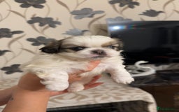 Pekingese dogs for sale: Pekingese puppies - Advert 5