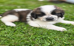 Saint Bernard dogs for sale: Saint bernard puppies READY END OF NEXT WEEK - Image 31