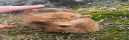 Guinea Pig rodents for sale: Well handled outdoor reared guinea pigs  - Advert 4