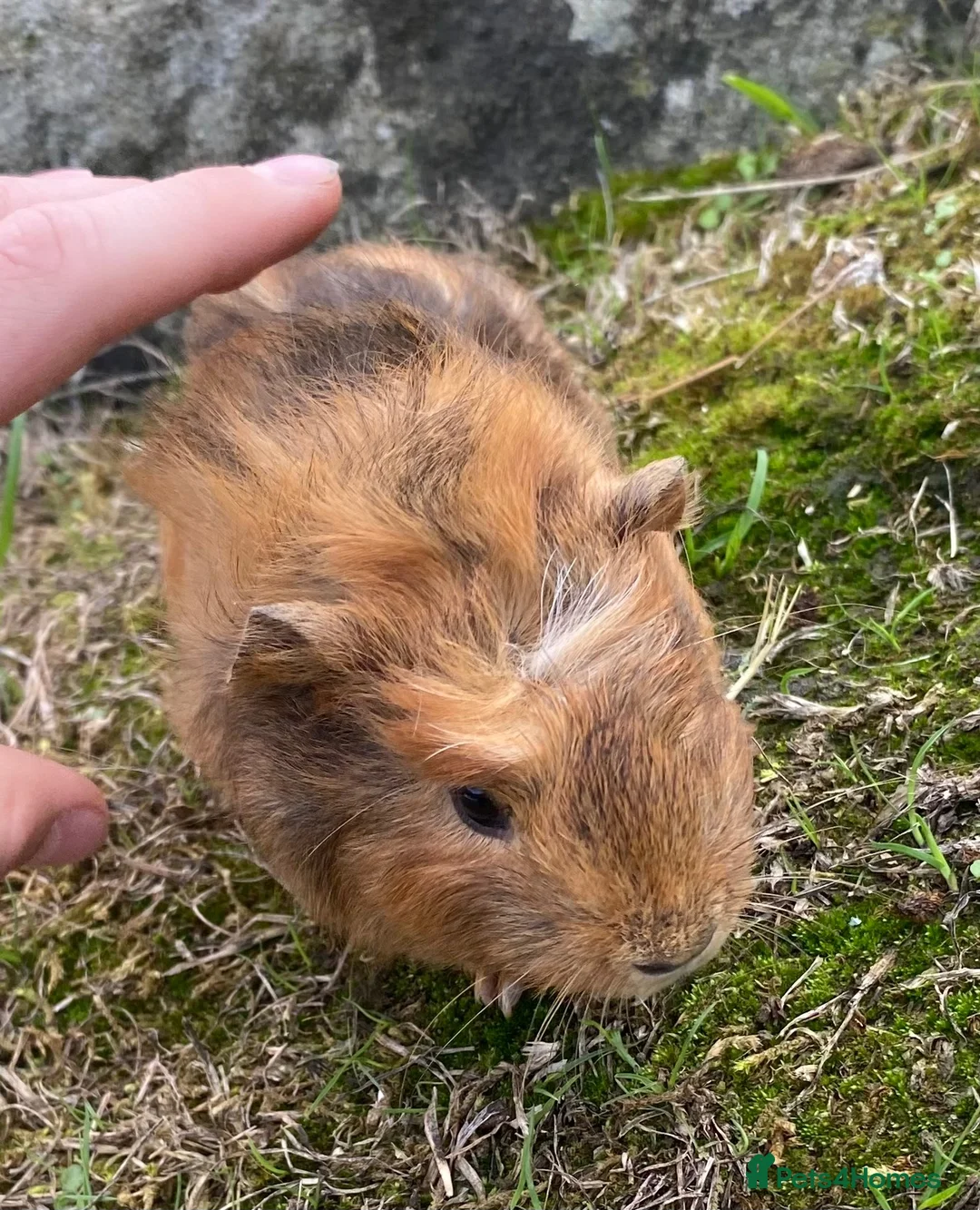 Guinea Pig rodents for sale: Well handled outdoor reared guinea pigs  - Advert 7