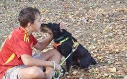 Fox Terrier dogs for adoption: Rosalia - Image 3