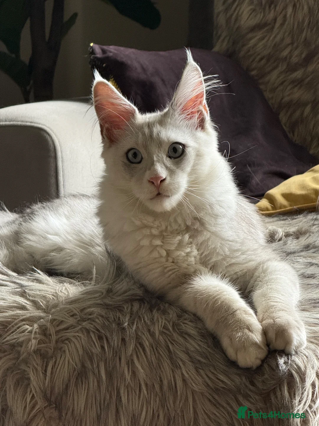 Maine Coon cats for sale: Shaded boy 💎💙 - Advert 1