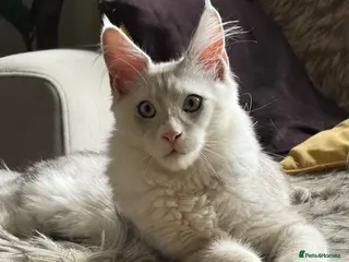 Maine Coon cats for sale: Shaded boy 💎💙 - Advert 1