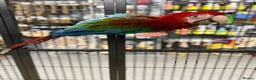 Macaws birds for sale: Gorgeous handreared baby Greenwing Macaw  - Advert 2