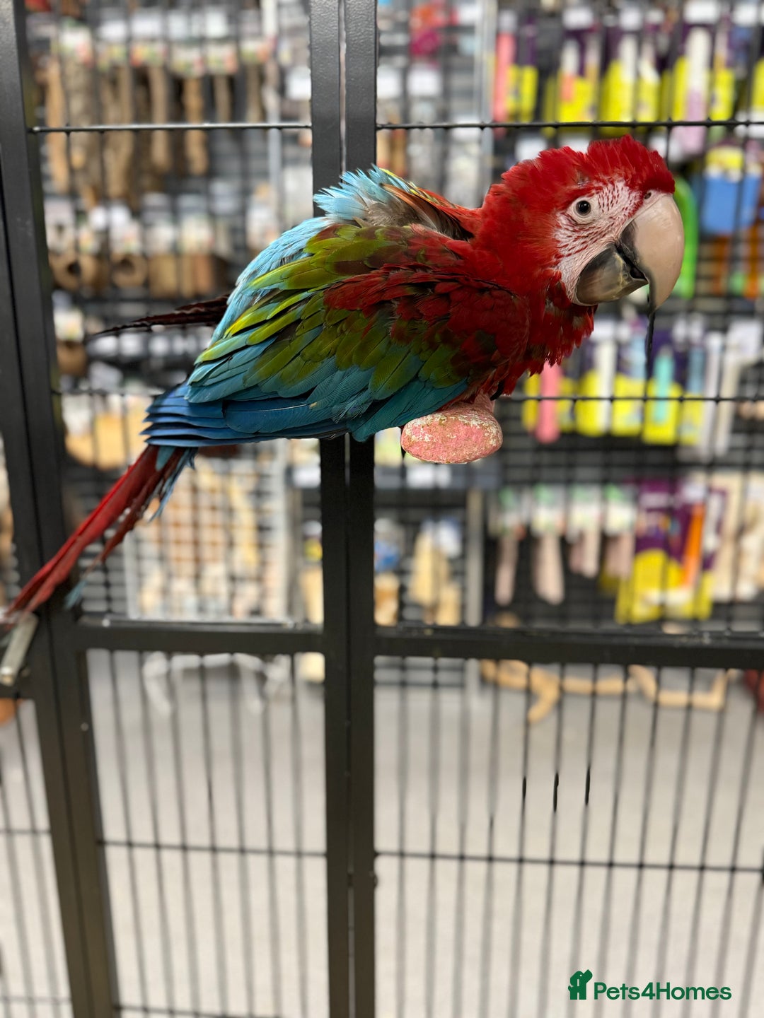 Macaws birds for sale: Gorgeous handreared baby Greenwing Macaw  - Advert 2