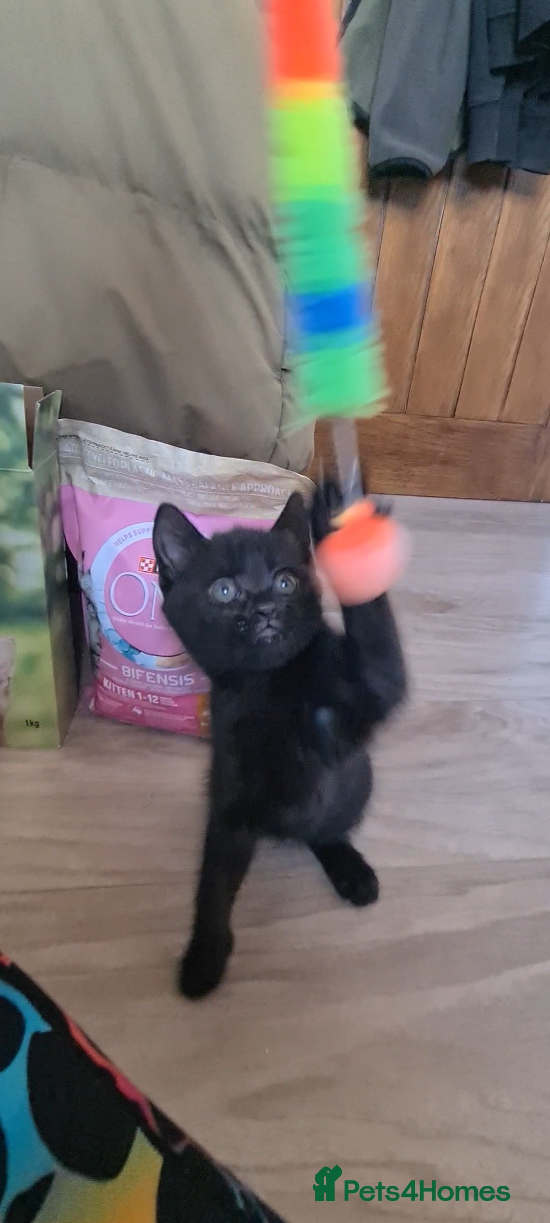 British Shorthair cats for sale: Lovely 1 black and 2 black & white kitten - Image 23