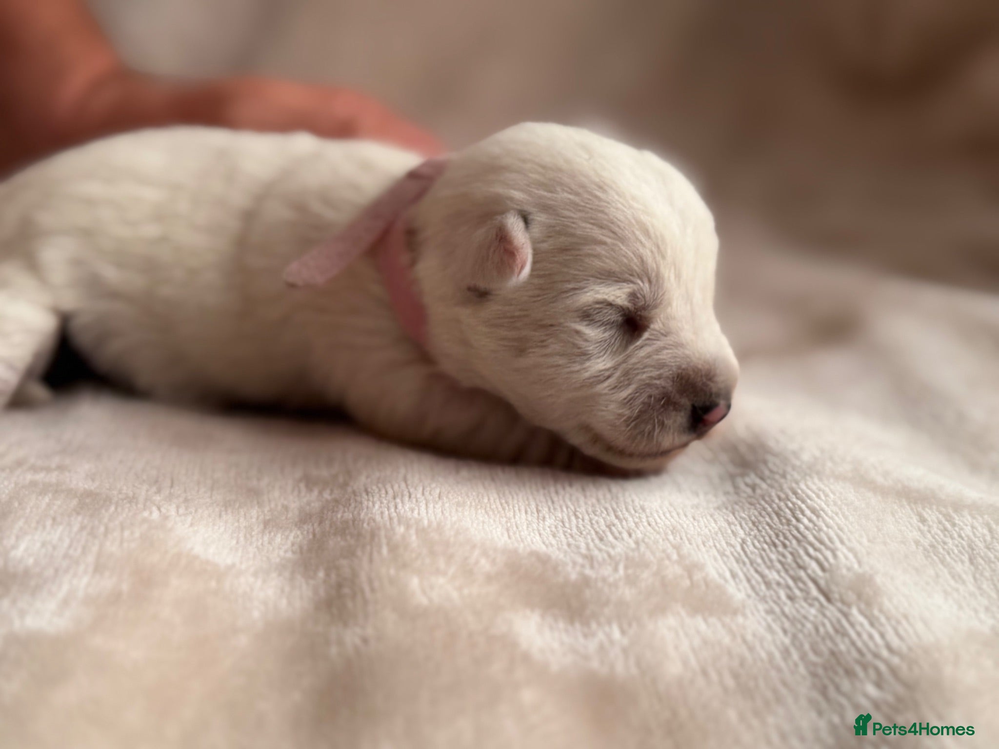 West Highland Terrier dogs West highland Terrier puppies for sale - Advert 1
