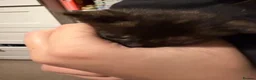 Domestic Shorthair cats for sale: 5 beautiful kittens for sale - Advert 8