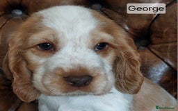 Cocker Spaniel dogs for sale: Kc English show spaniels  - Image 4