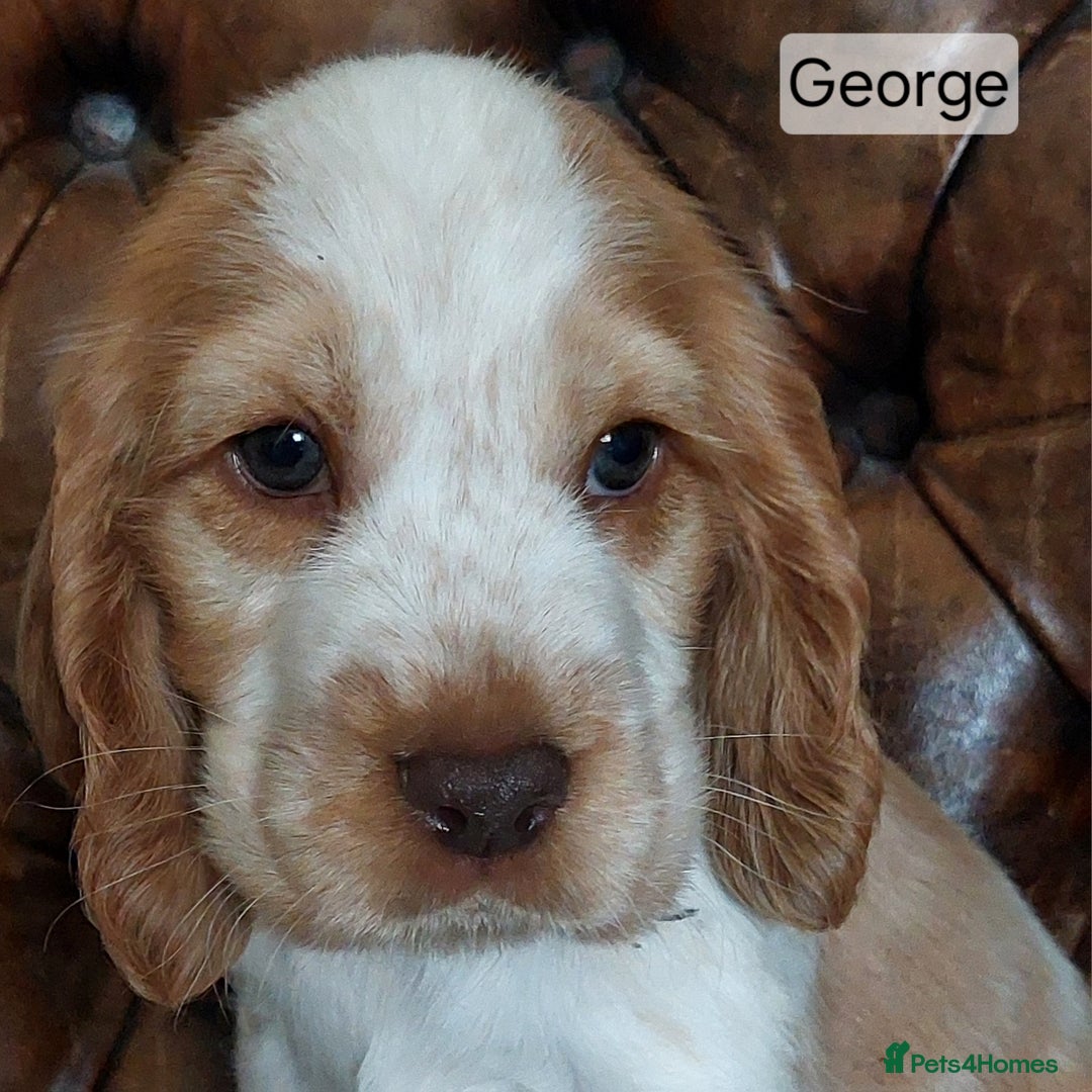 Cocker Spaniel dogs for sale: Kc English show spaniels  - Image 4