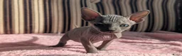 Sphynx cats for sale: Ready for reservation  - Advert 24
