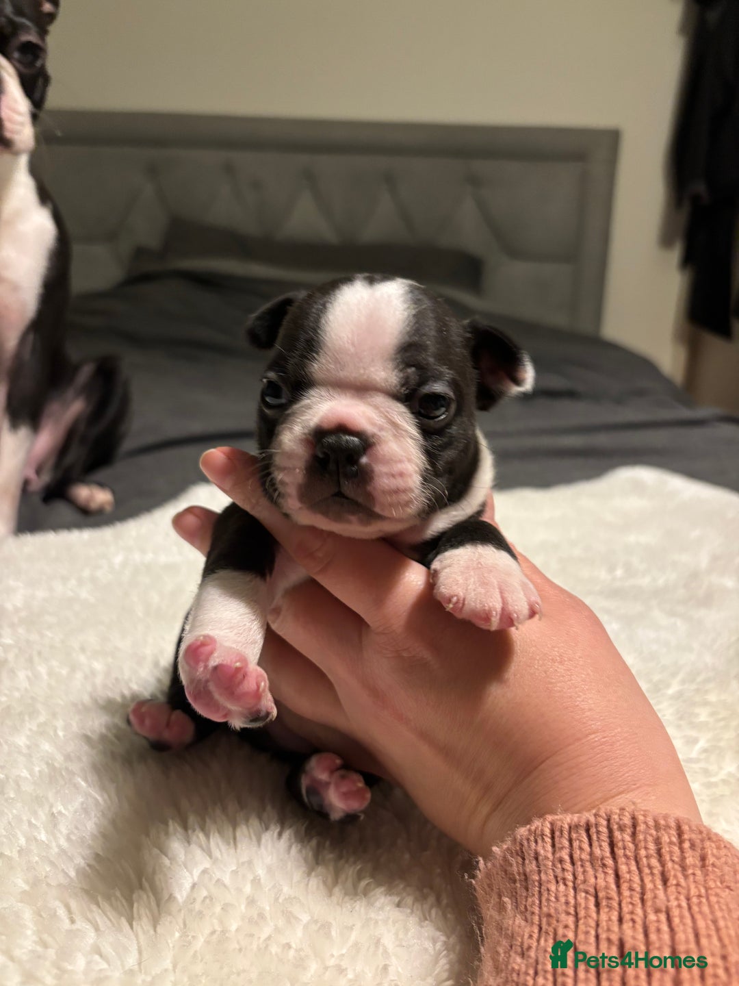 Boston Terrier dogs for sale: Boston Terrier 🐕 Puppy 🐕 KC Registered - Advert 3