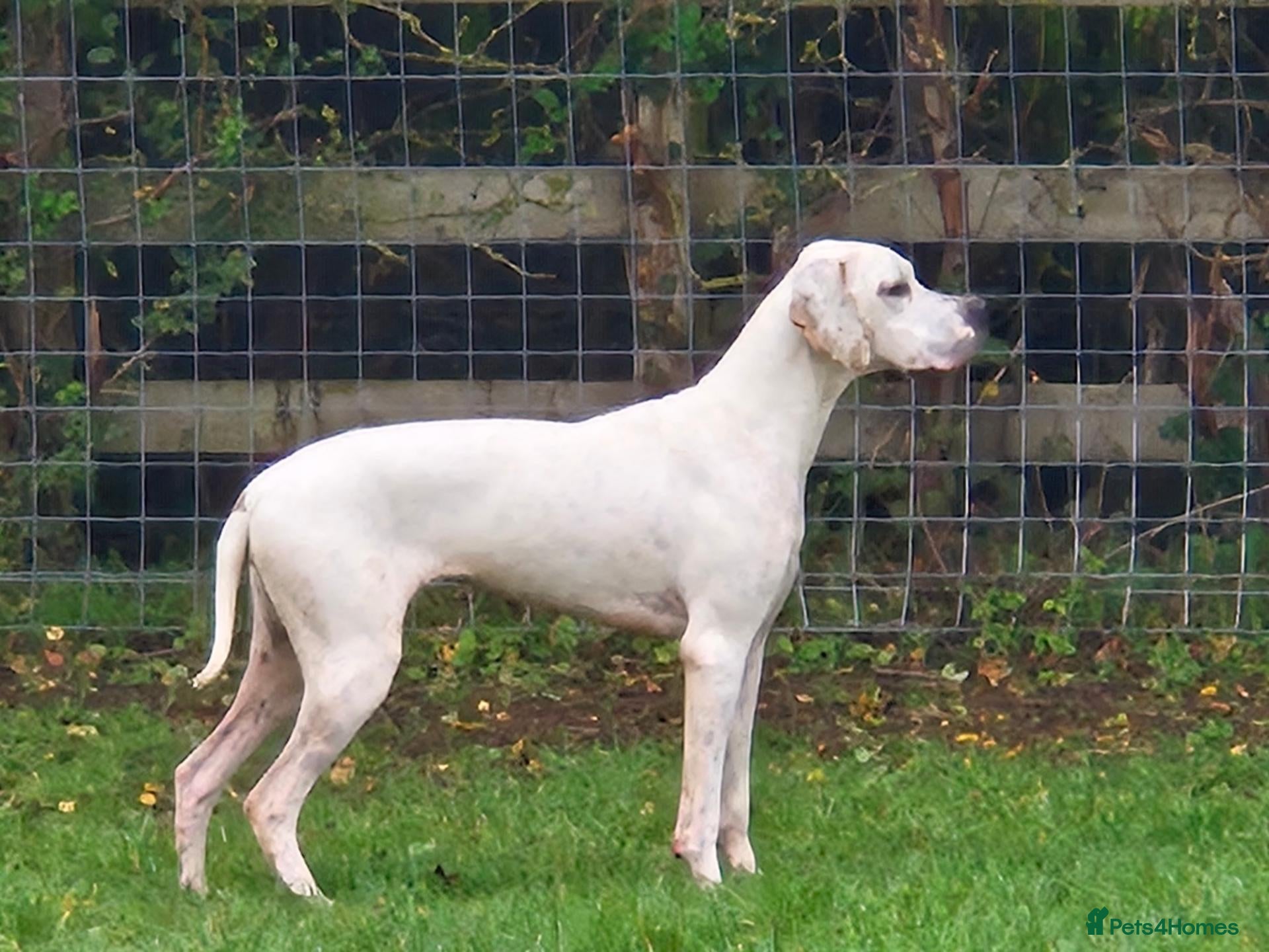 Pointer dogs for sale: 11 month pointer bitch for sale - Advert 1
