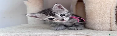 Bengal 2