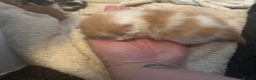 British Longhair cats for sale: mixed litter  - Advert 4