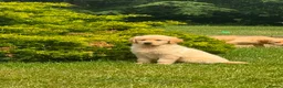 Golden Retriever dogs for sale: PUREBRED GOLDEN RETRIEVER PUPPIES – KC REGISTERED in Stamford - Advert 21