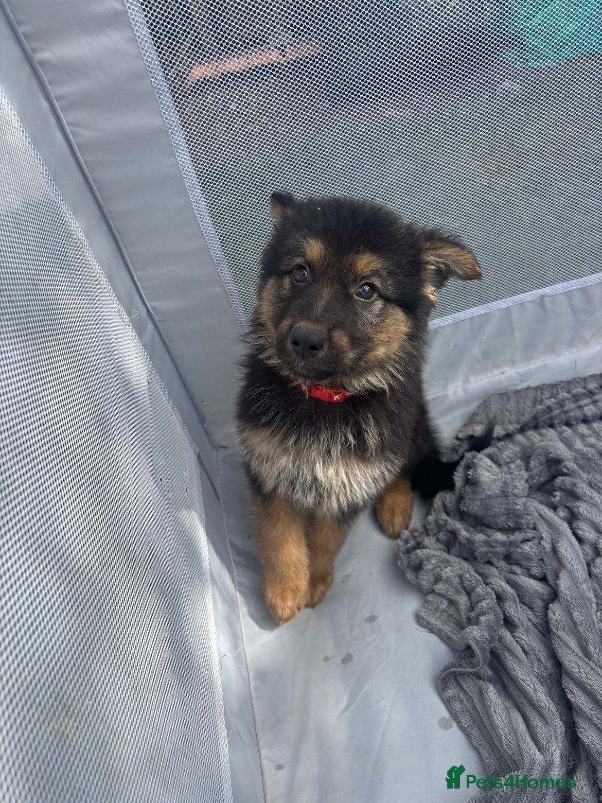German Shepherd dogs Long haired German shepherd puppies  - Advert 1
