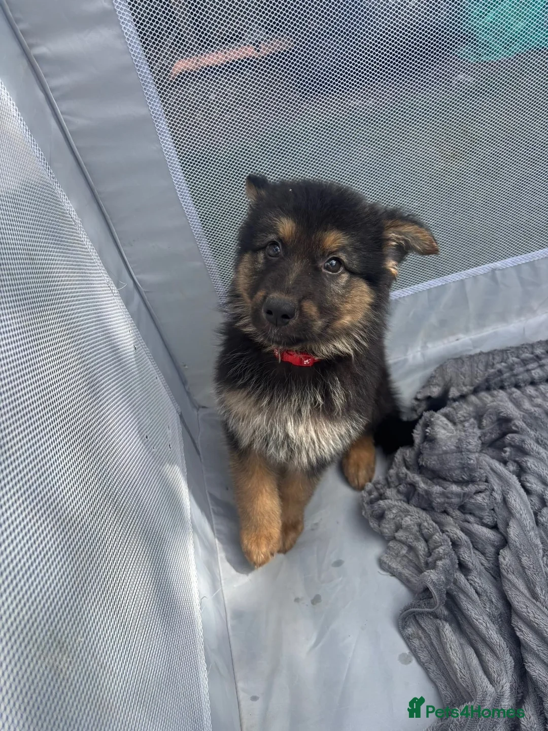 German Shepherd dogs for sale: Long haired German shepherd puppies  - Advert 1