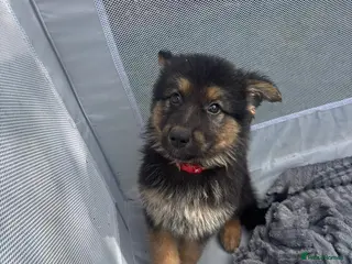 German Shepherd dogs Long haired German shepherd puppies - Advert 1
