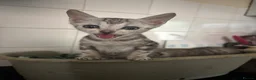 Bengal cats for sale: Stunning Silver boys  - Advert 2