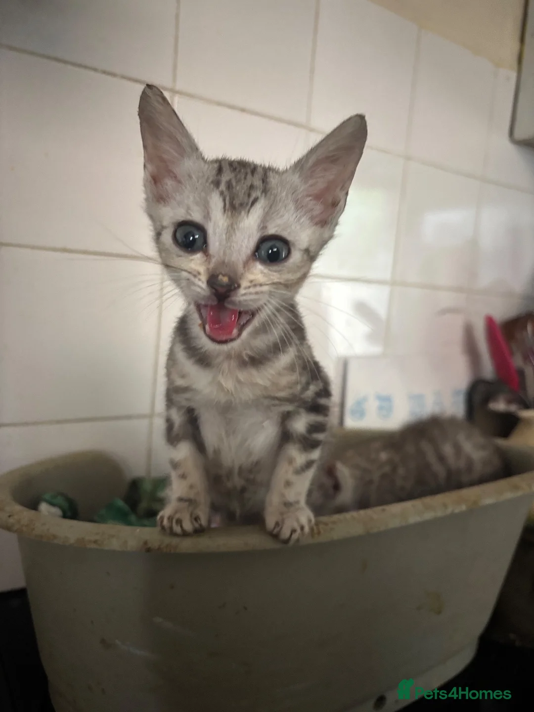 Bengal cats for sale: Stunning Silver boys  - Advert 2
