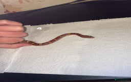 Corn Snake reptiles for sale: corn snakes needing good homes - Image 4
