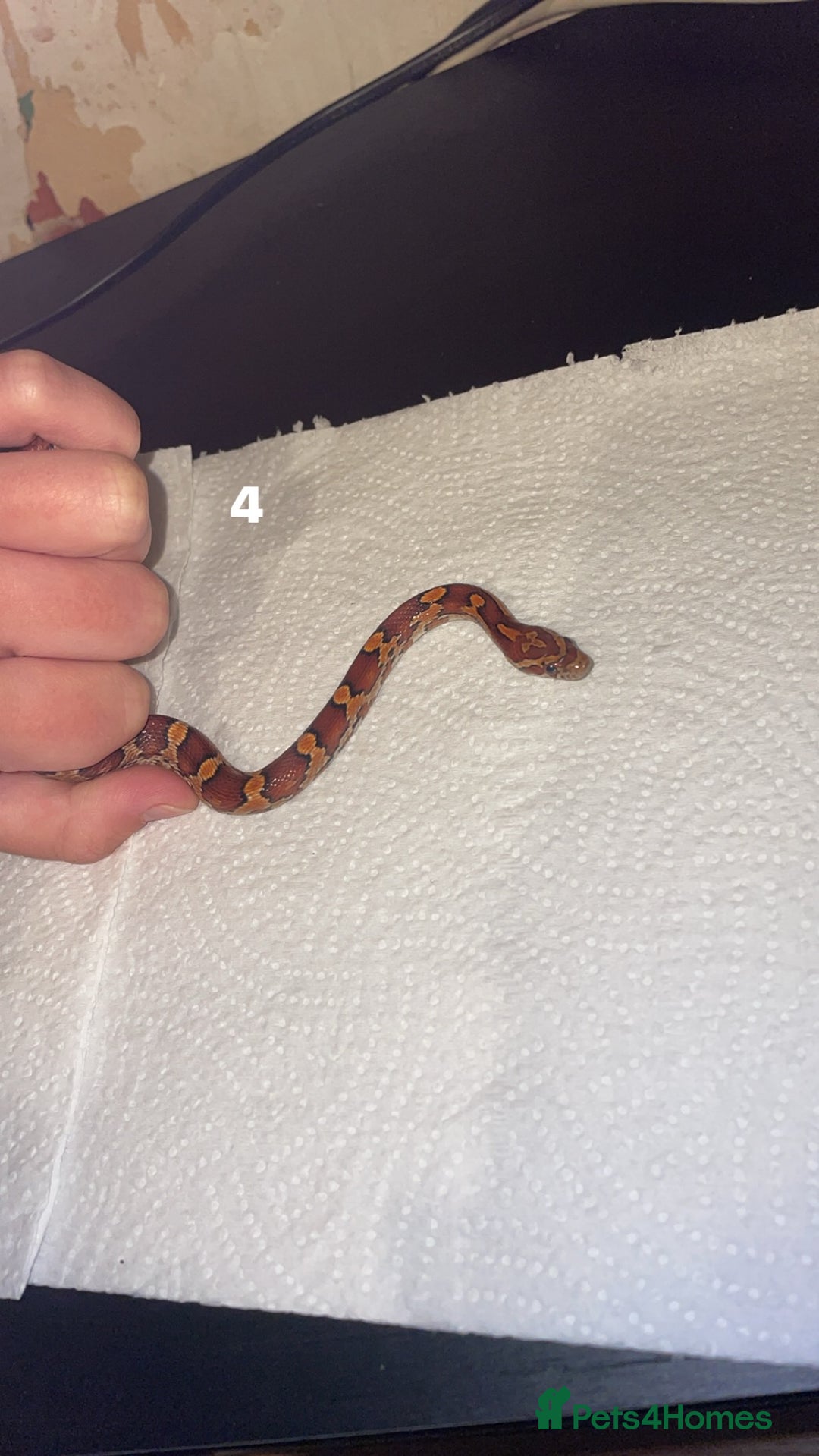 Corn Snake reptiles for sale: corn snakes needing good homes - Image 4