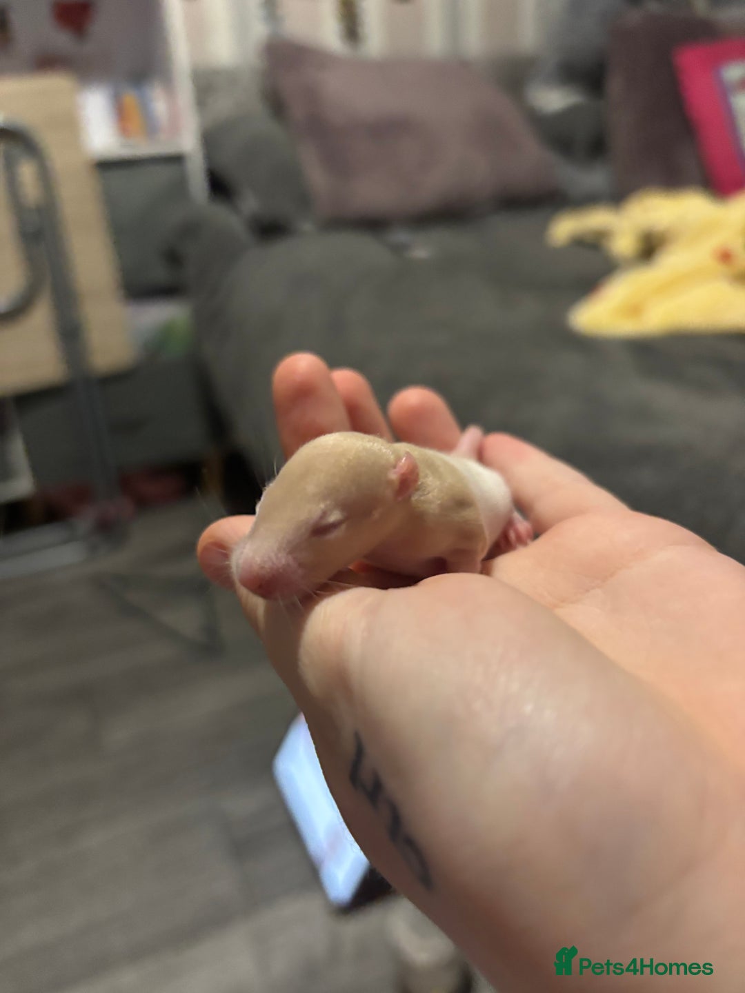 Rat rodents for sale: baby rats for sale GOING FAST.  - Advert 2